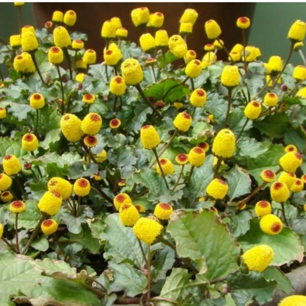 Cúc áo hoa vàng là loại hoa được sử dụng phổ biến và được trồng rộng rãi ở các vùng phía bắc Brazil (Ảnh: @user7049596).