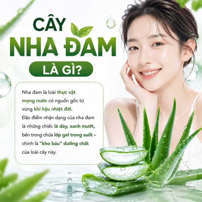 Cây nha đam là gì?